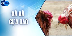 Đá Gà Cựa Dao Và Kinh Nghiệm Dự Đoán Bất Bại 2026