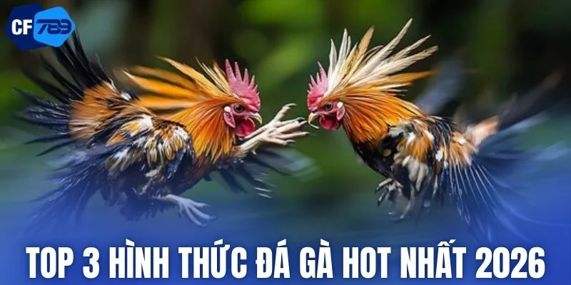 Những hình thức thi đấu đá gà được yêu thích nhất tại CF789