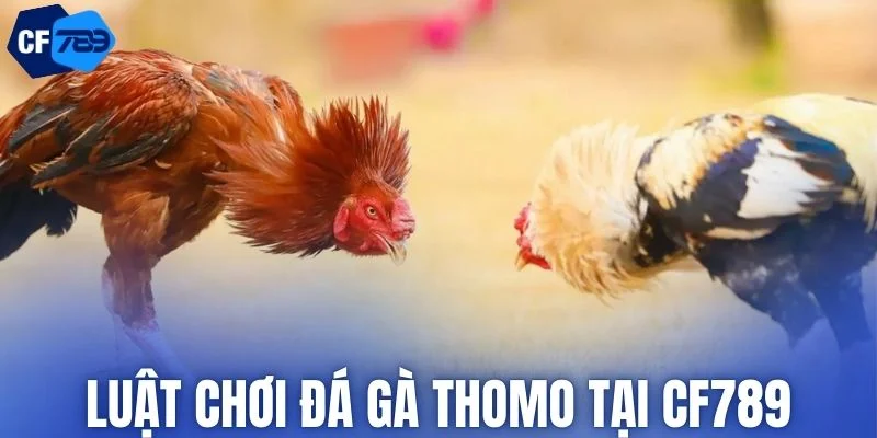 Quy định thi đấu chuẩn trong đá gà thomo tại CF789