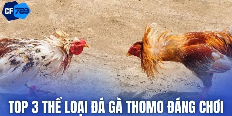 Các thể loại đá gà thomo được yêu thích nhất tại CF789