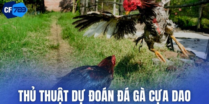 Thủ thuật dự đoán đá gà cựa dao