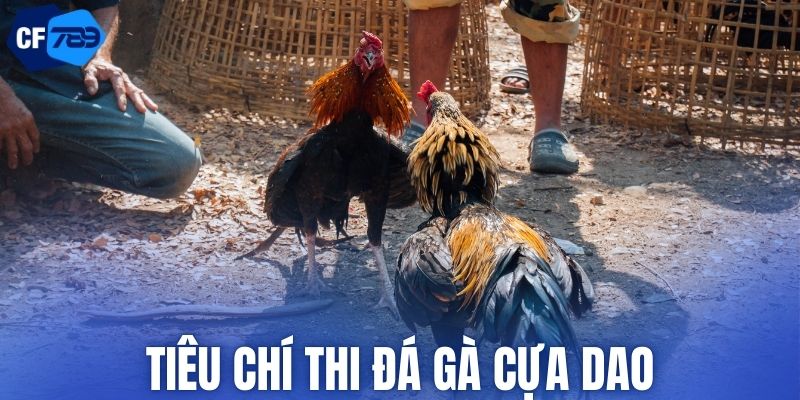 Tiêu chí thi đá gà cựa dao